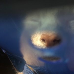 Meet your Posher, Hannia